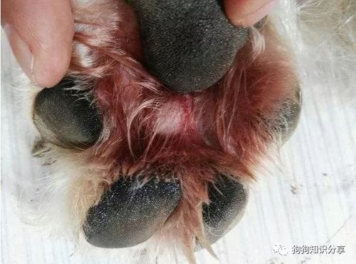 狗狗为什么会得趾间炎,狗狗为什么会得趾间炎的原因,趾间炎狗与狗传染吗？