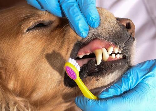 狗狗为什么磨牙,狗狗为什么磨牙齿,小狗总磨牙怎么办？