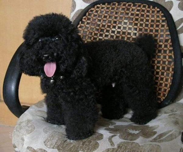 泰迪狗有黑色的吗,泰迪狗有黑色的吗图片,泰迪犬粪便是黑色的是怎么回事？