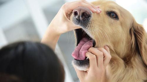 狗臭是什么原因,夏天的狗臭是什么原因,为什么小奶狗身上有难闻的味道？