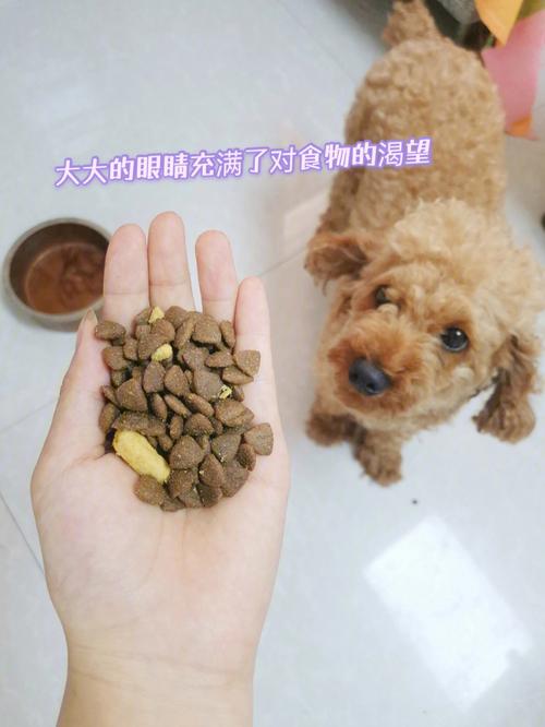 小狗吃什么零食,小狗吃什么零食最好,羊奶粉是冲水喝好，还是直接干的撒在狗粮里给狗狗吃？