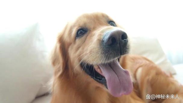 狗吐舌头什么意思,狗吐舌头什么意思表情包,狗为什么一直不停地吐舌头？