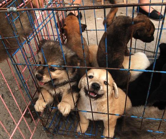 上海狗市在什么地方,,狗场的狗能养活吗。是星期狗吗？
