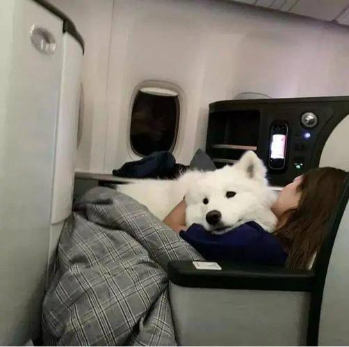 坐飞机带狗狗要办什么手续,坐飞机带狗狗要办什么手续可以给狗狗买座位吗,什么情况下可以带宠物上飞机或者火车？