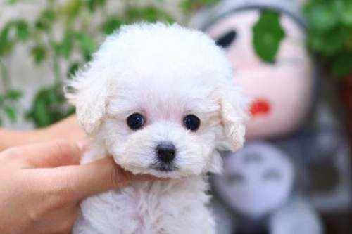 白色泰迪犬价格,白色泰迪犬价格多少钱一只,泰迪狗多少元？白色？