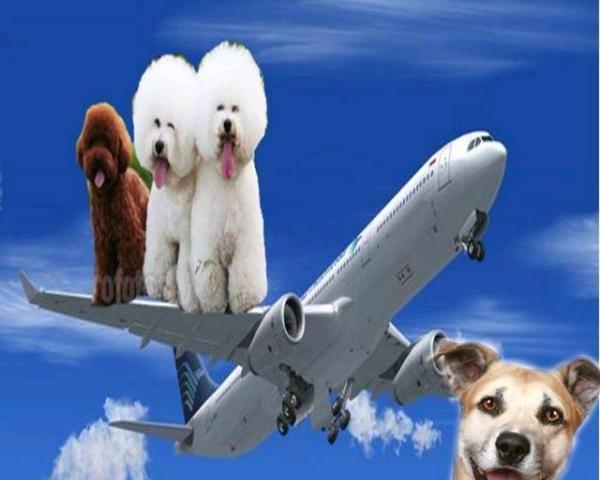 飞机带宠物狗需要什么手续,飞机带宠物狗需要什么手续什么,养了一只小狗可以带它一起坐飞机吗？