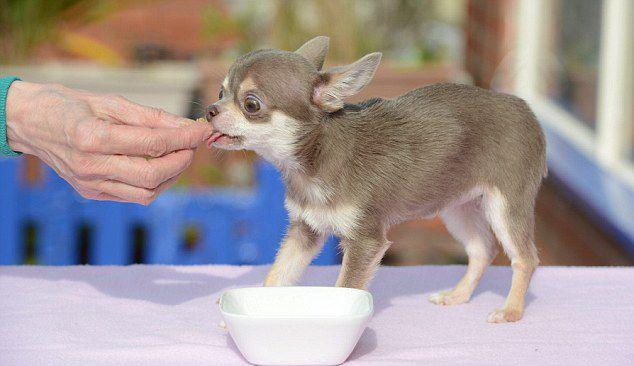 世界上最小的狗是什么品种,世界上最小的狗是什么品种的狗,世界上最小的狗可以养吗？