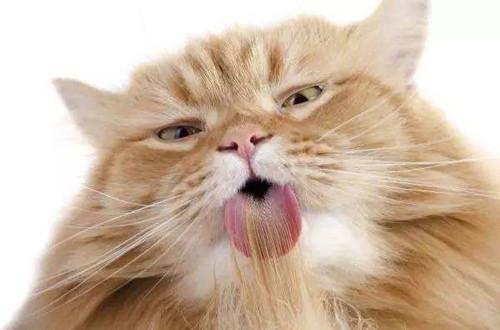 猫为什么干呕,猫为什么干呕吐,猫咪干呕什么情况？猫咪总是干呕吧唧嘴，猫吧唧嘴干呕，应该怎么办？