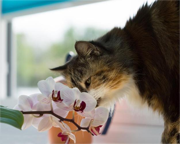 猫不能闻什么,猫不能闻什么花,猫咪为什么不能闻花粉？