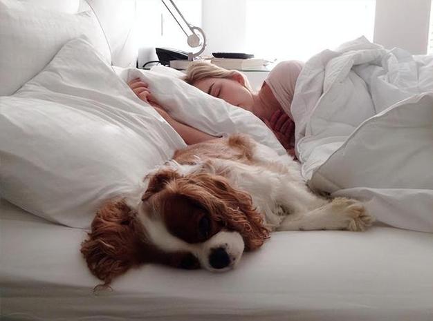 狗狗睡床边代表什么,狗狗守着主人床边睡觉,狗狗为什么喜欢睡在主人房间的门口？