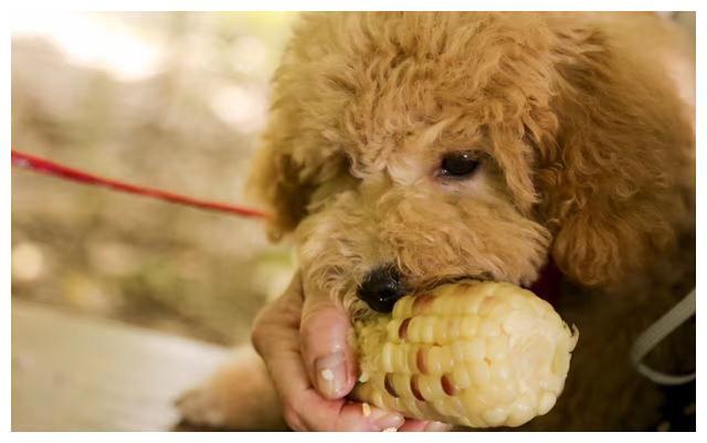 泰迪能吃哈密瓜吗,泰迪能吃哈密瓜吗为什么,适合泰迪的十种水果？