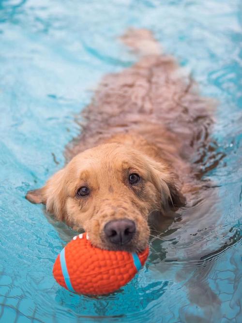 狗狗为什么会游泳,狗狗为什么会游泳的原因,金毛为什么喜欢游泳？