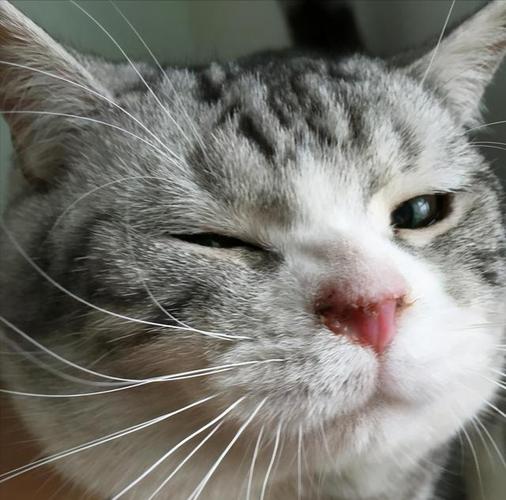 猫鼻头干了什么原因,猫鼻子干燥嗜睡无精神不吃饭,猫鼻头干怎么办？