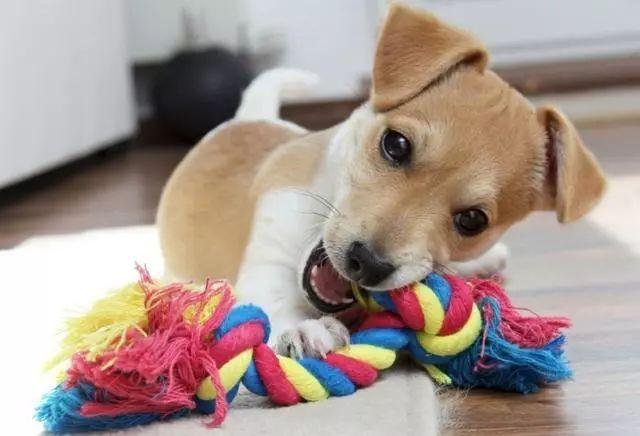 为什么狗喜欢咬东西,为什么狗喜欢咬东西甩头,狗狗为什么整天咬着玩具走来走去？