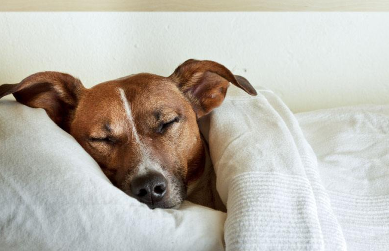 狗狗睡觉前为什么挠床,,最近不知道我家狗狗为什么老喜欢睡床底下？