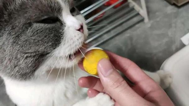 猫吃熟蛋黄有什么好处,猫吃熟蛋黄有什么好处和坏处,猫咪吃蛋黄有什么好处？