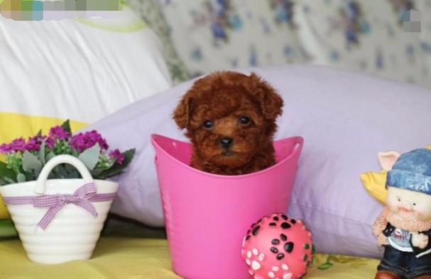 最小的泰迪,最小的泰迪狗能长几斤,中华田园犬最小的品种？
