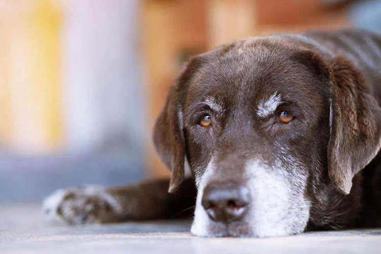 家里的狗哭是什么原因,家里的狗哭是什么原因造成的,狗狗咳嗽流眼泪什么原因？