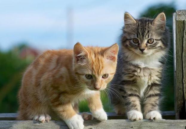 养两只猫会有什么忌讳,家里养几只猫最好风水的福报,为什么有人说捡猫回家不好？
