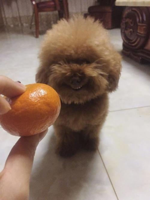 泰迪狗能吃橘子吗,泰迪狗能吃橘子吗为什么,泰迪多大可以吃水果？
