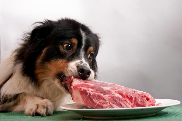 什么狗最能吃,什么狗最能吃排名,幼犬吃什么肉有营养？