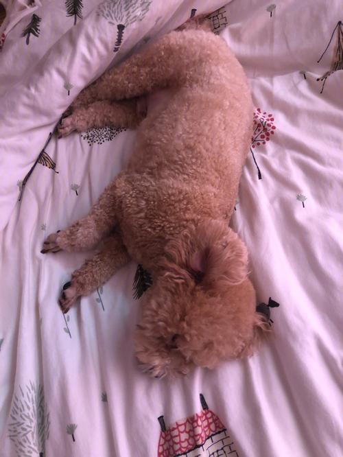 泰迪睡姿代表什么,泰迪狗睡觉姿势说明,泰迪趴着的姿势是什么意思？