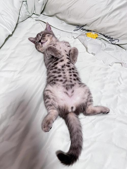 猫的睡姿代表什么,猫的睡姿代表什么意思,猫咪翻眠是什么意思？