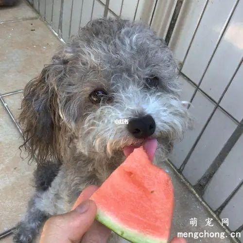 泰迪狗可以吃西瓜吗,两个月泰迪狗可以吃西瓜吗,泰迪能吃什么水果？