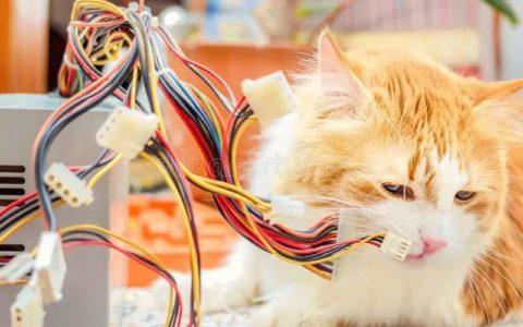 猫为什么咬电线,猫为什么咬电线?找到解决办法了!,猫咬电线会引起失火吗？
