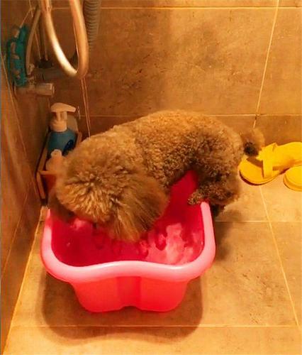 泰迪狗洗澡注意事项,2个月的泰迪怎么训练大小便,泰迪洗澡的正确方式？