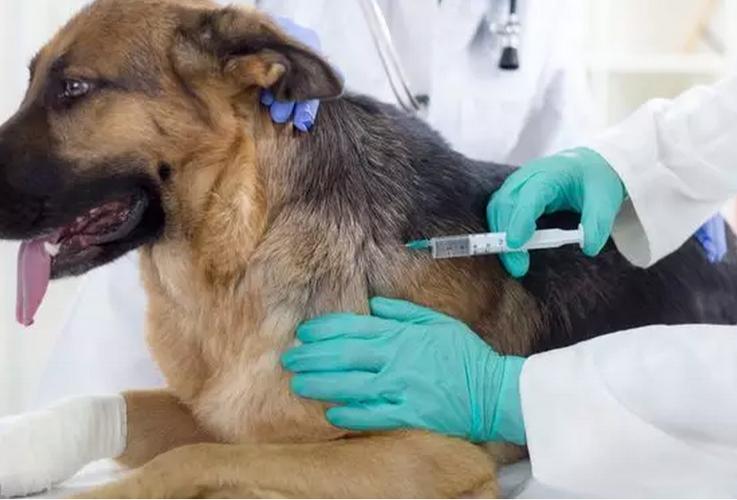 狗狗验血能检查到什么,狗狗验血能检查到什么疾病,狗得什么病眼是绿得？