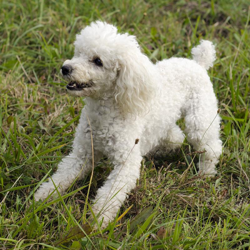 白色卷毛的小狗是什么品种,白色卷毛的小狗是什么品种的,狗狗是白色的卷毛跟泰迪一样尾巴却很短是什么品种啊？