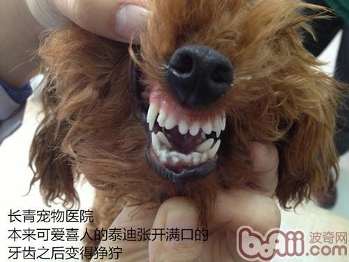 泰迪换牙顺序图解,狗狗各阶段牙齿图片 对照表,泰迪换牙的症状？