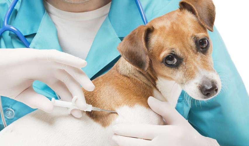 狗狗第一针疫苗是什么,狗狗第一针疫苗是什么时候开始的,狗狗打完第一针疫苗多久才有作用呢？