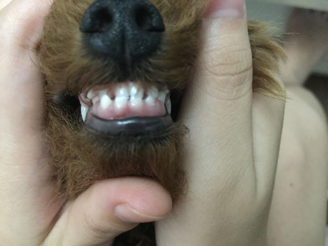 两个月泰迪牙齿图片,两个月泰迪狗牙齿图片,泰迪多大换獠牙？