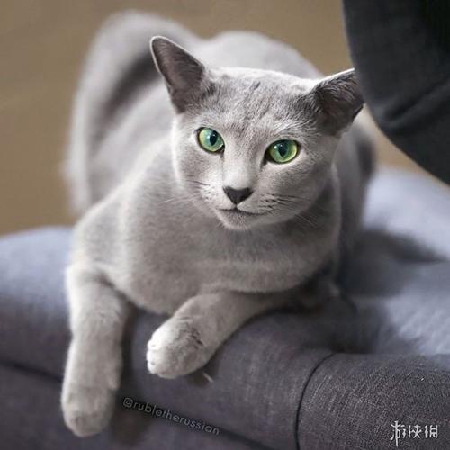 公猫的生殖器长什么样,,公蓝猫生殖特征？