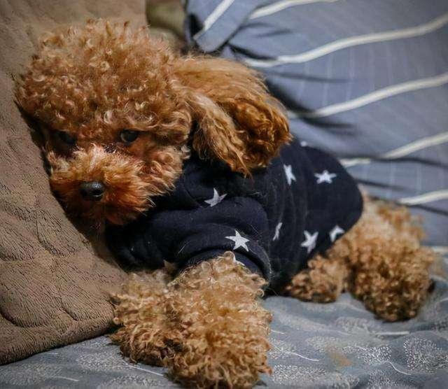 泰迪睡觉需要盖被子吗,泰迪多大开始变乖了,小泰迪刚到新家需要盖被子吗？