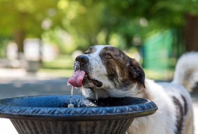 狗狗喝什么水最好,狗狗喝什么水最好喝,狗狗喝什么水更合适？