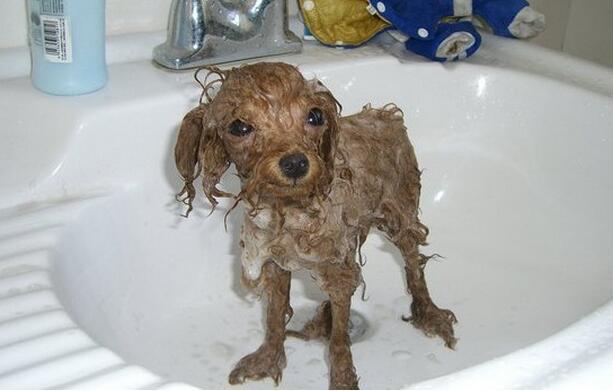 泰迪狗多大可以洗澡,泰迪狗多大可以洗澡剪毛,我家有个泰迪狗刚三十多天可以洗澡吗？