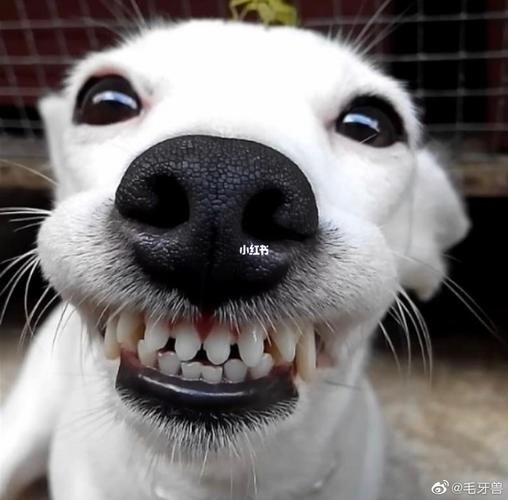 狗狗龇牙什么意思,狗狗龇牙是什么意思,我家狗狗总是龇牙咧嘴的怎么办？