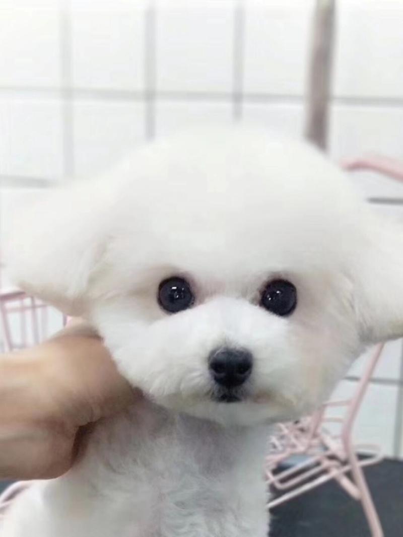 泰迪犬有白色的吗,泰迪犬有白色的吗白色泰迪犬图片,所有贵宾犬都有白色的吗？