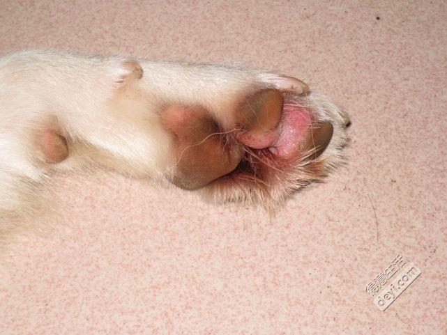 狗狗有脚气有什么症状,,小狗狗总是舔前爪，还总是扒土，这是怎么回事？