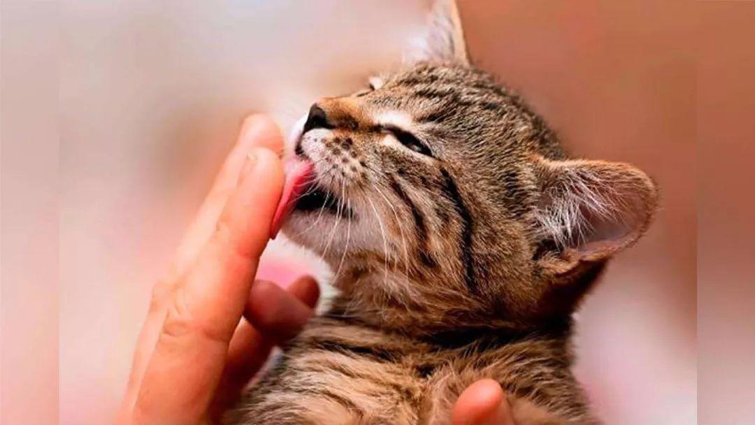猫为什么会舔主人,猫为什么会舔主人的手,为什么猫咪会拒绝主人亲它？