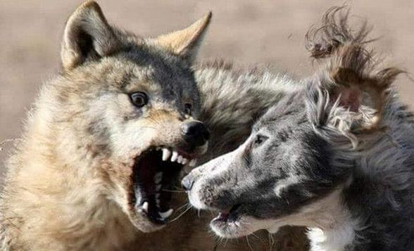 狼为什么比狗厉害,狼为什么比狗厉害呢,牧羊犬和狼谁厉害求答案？