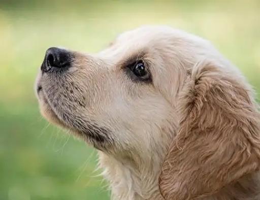 为什么狗的鼻子特别灵敏,为什么狗的鼻子特别灵敏作文,仓鼠的鼻子灵敏吗？