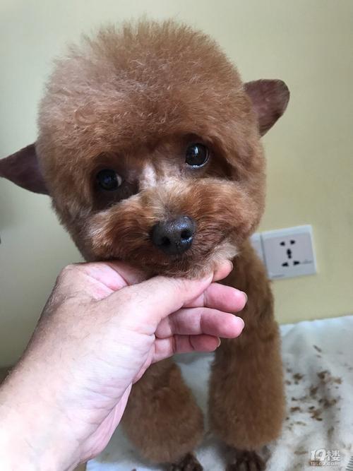 泰迪多长时间剪一次毛,泰迪多长时间剪一次毛合适,泰迪犬几个月剪第一次毛呀？