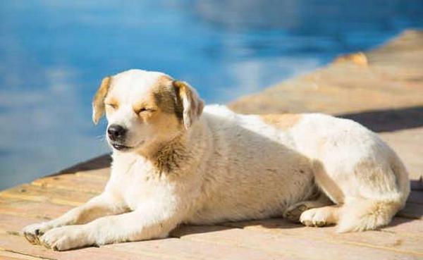 为什么狗害怕日光浴,为什么狗害怕日光浴脑筋急转弯,小狗狗为什么要晒太阳？