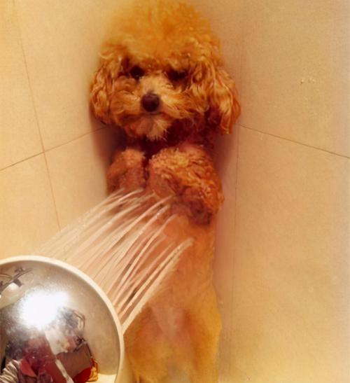 泰迪45天能洗澡吗,40天的小狗太臭了能洗澡吗,泰迪五个月了，什么时候可以洗澡？
