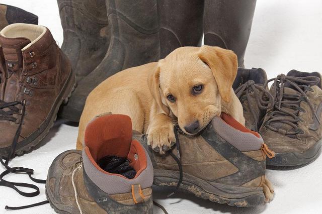 狗狗咬鞋子是意味着什么,,为什么我家的狗狗总喜欢咬我们的脚还有鞋子？