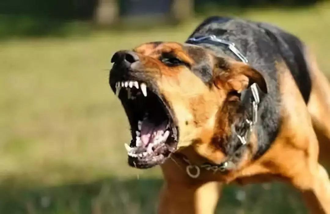 狗想咬主人是什么原因,狗狗变得暴躁还想咬我,宠物为什么狗狗有时候要咬主人【不是用力地咬】？
